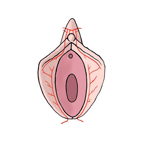 15 مزایا و معایب لابیاپلاستی از دید یک متخصص زنان