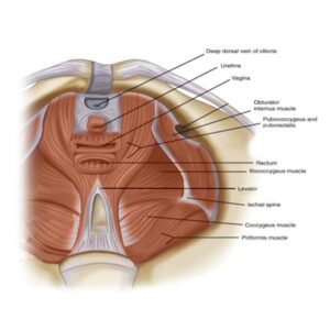درمان واژینستون با بوتاکس در مشهد