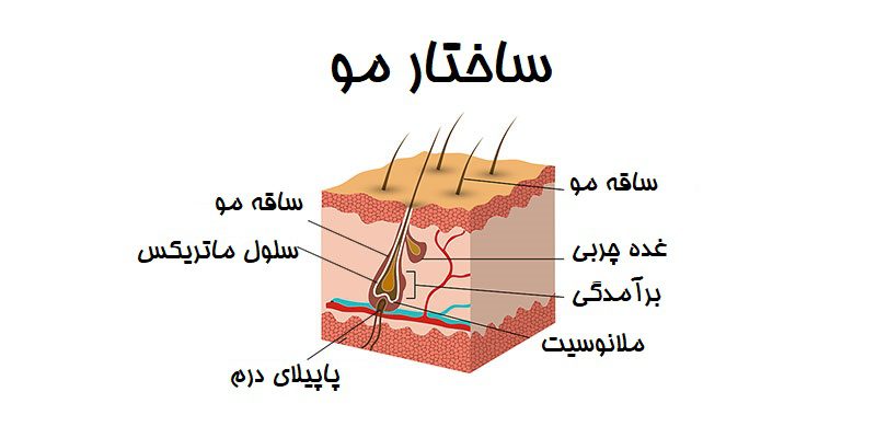 آشنایی با اناتومی مو